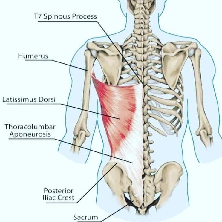 Anatomy Spine